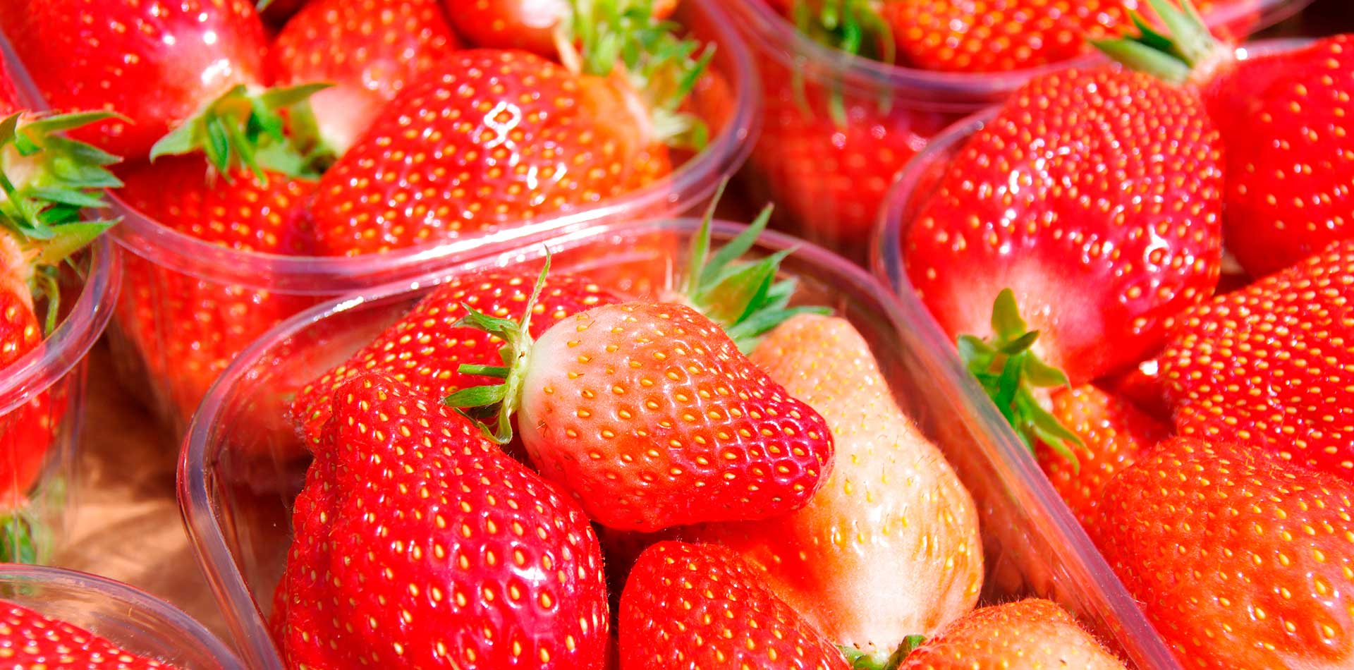 Fraises Force Sud