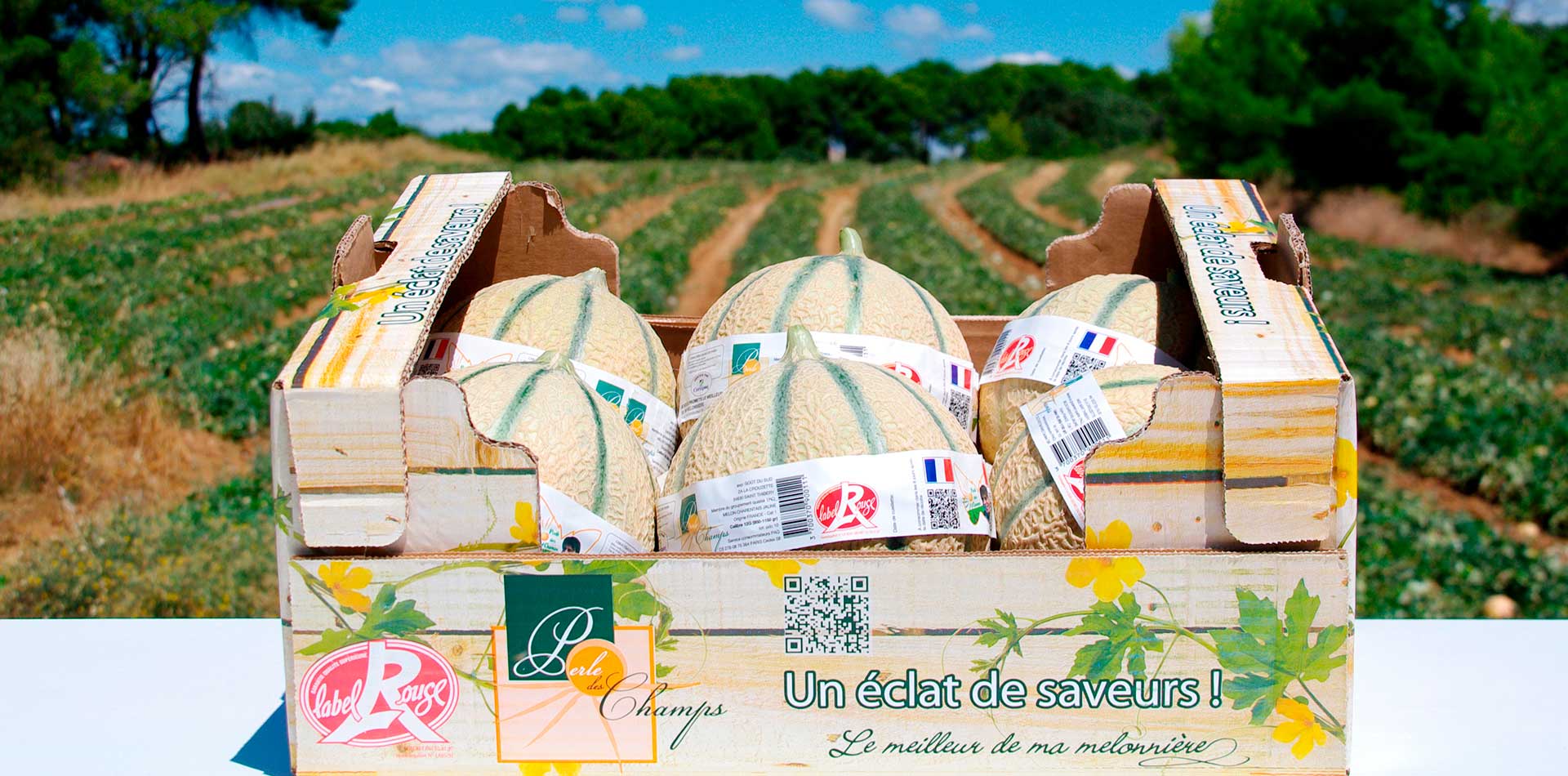 Fraises Force Sud