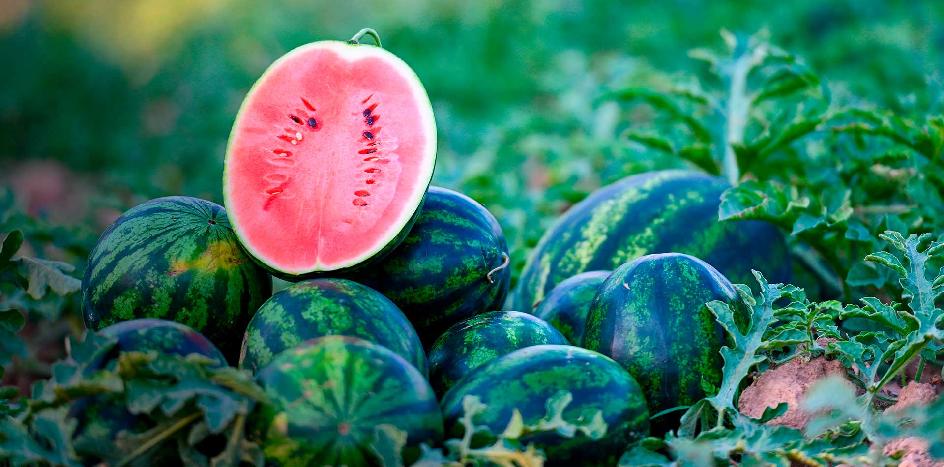 Fraises Force Sud