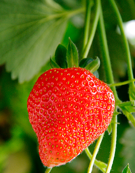 Fraise Clery