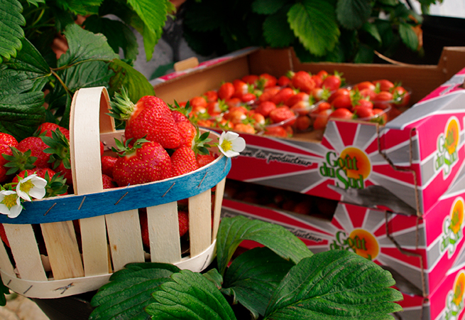 Fraise Force Sud