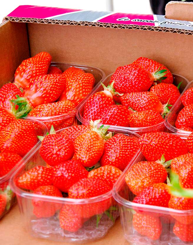 Fraise Force Sud