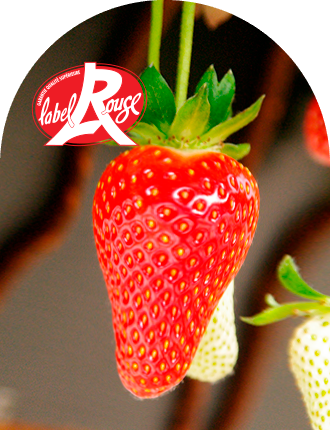 Fraise gariguette Force Sud