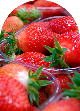 Fraise Gariguette