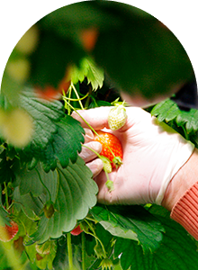 Fraise Gariguette