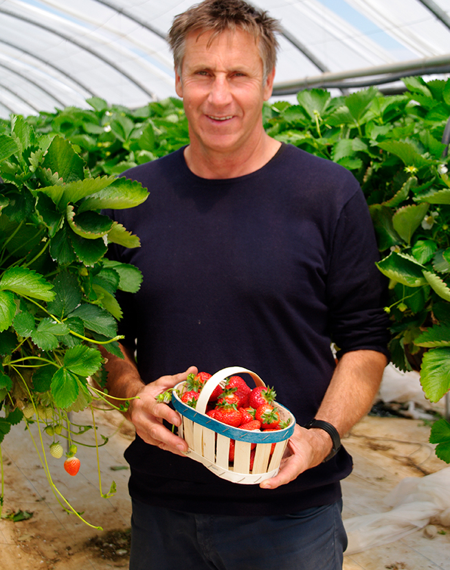 Fraise Force Sud