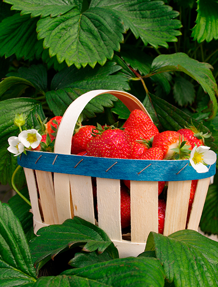 Fraise Force Sud