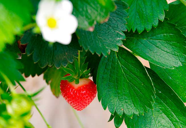 Fraise Force Sud