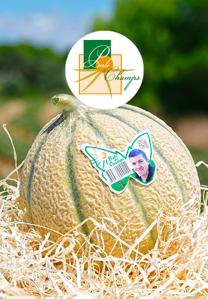 Force Sud - 2008 - Melon haut de gamme Perle des Champs