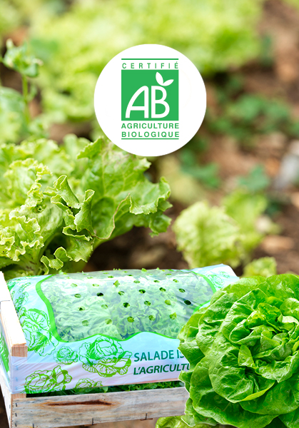 Force Sud - 2013 -  La Salade BIO