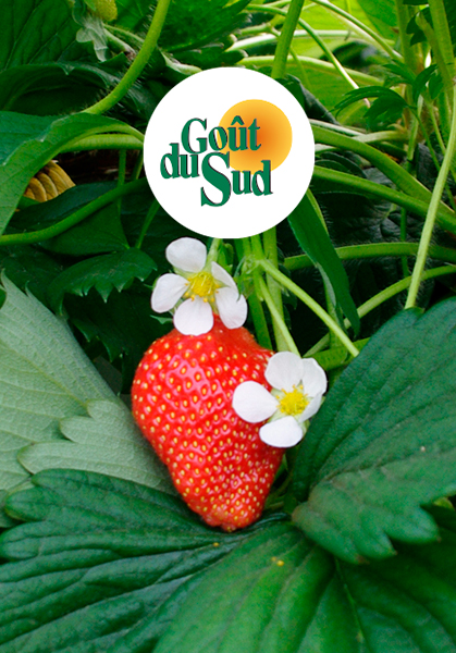 Force Sud - 2015 - Fraise Goût du Sud 