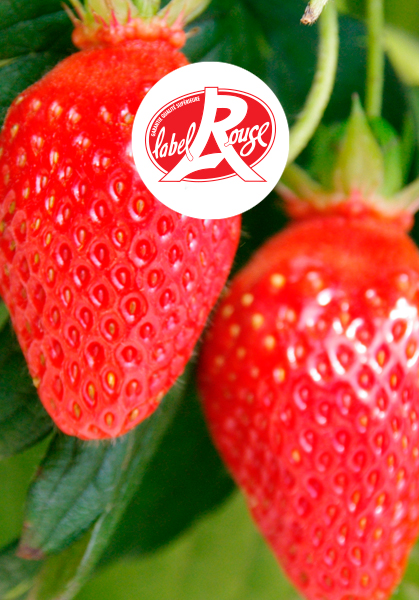 Force Sud - 2022 - Fraise Gariguette LABEL ROUGE