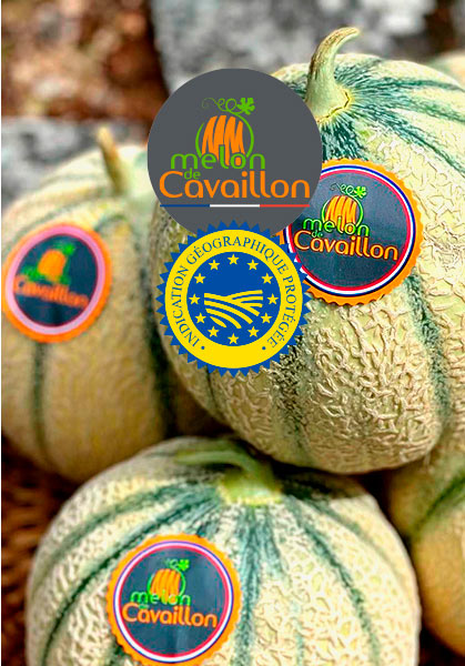 Force Sud - 2025 - MELON IGP CAVAILLON