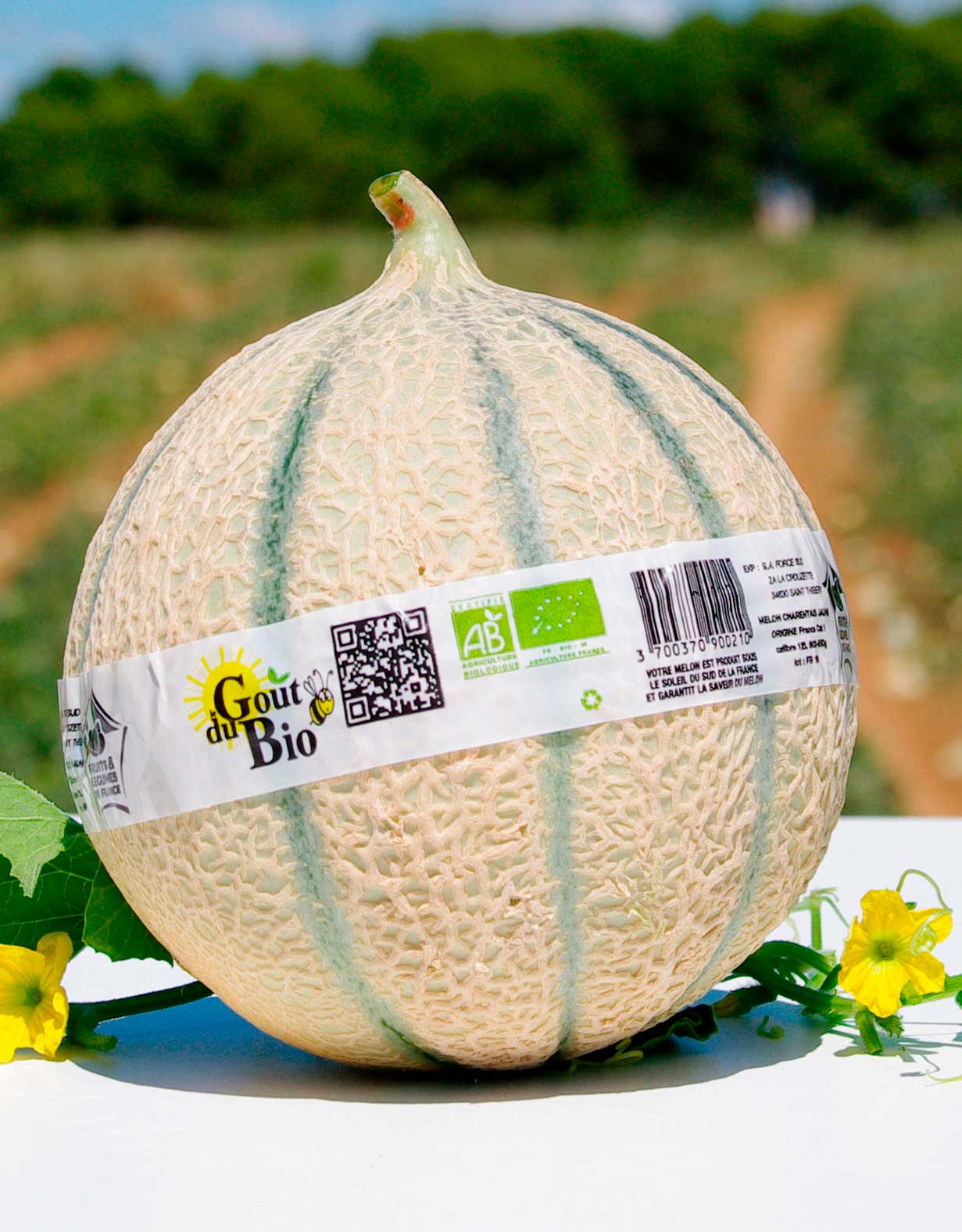 melon Goût du Bio