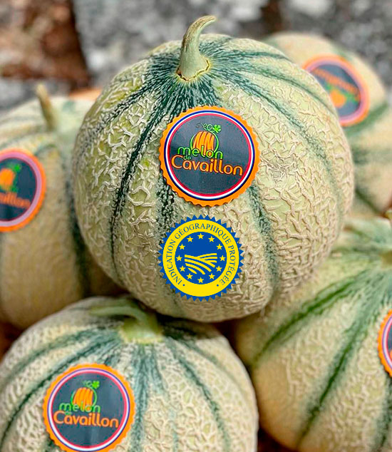 Melon de Cavaillon Force Sud