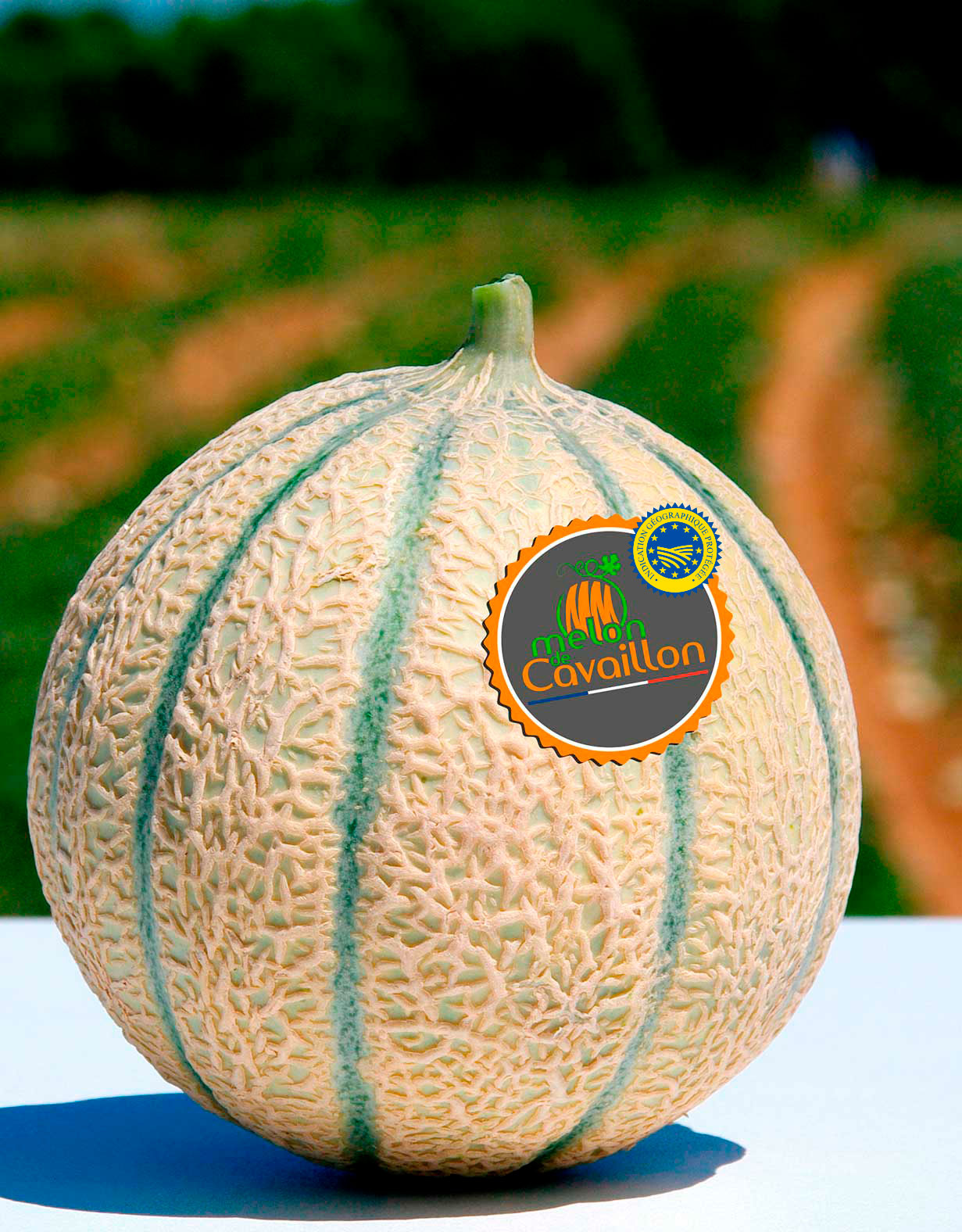 melon de Cavaillon Force sud