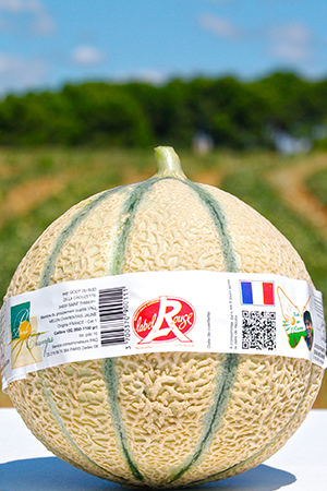 ruban melon perle des champs