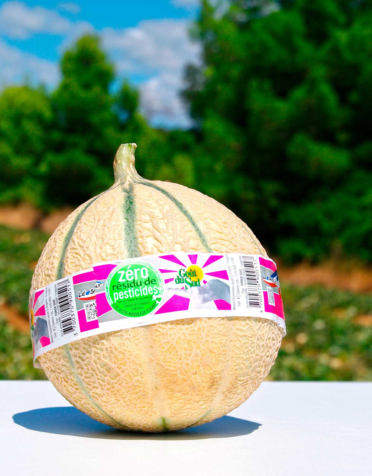 melon Zéro Résidu de Pesticides