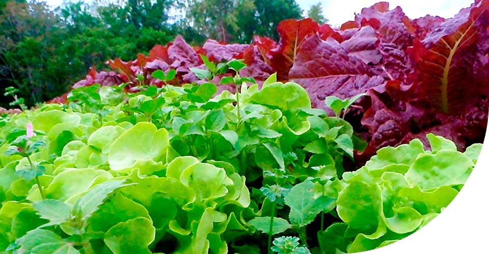 Salade Force Sud