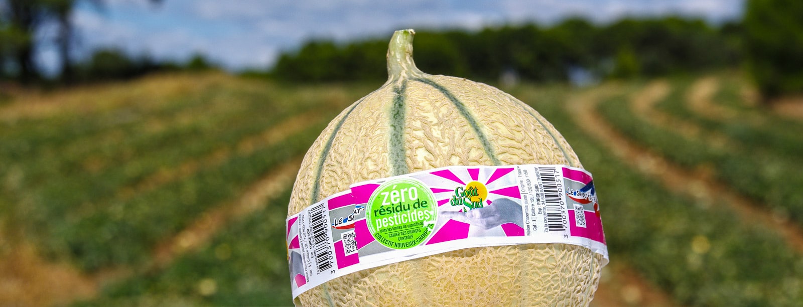 Melon Zéro Résidu de Pesticides