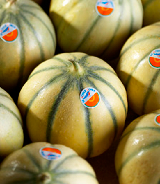 Melon Le Rouge Gorge Force Sud