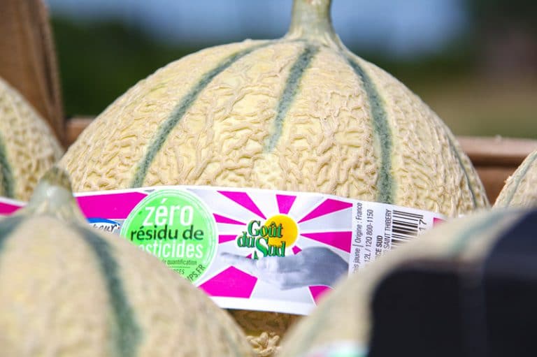 Melon Zéro Résidu de Pesticides